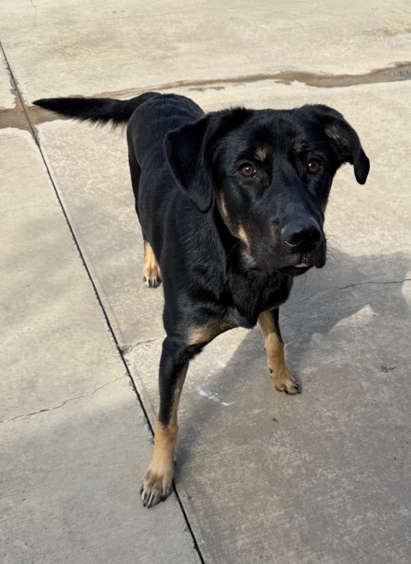Zumba, an adoptable Mixed Breed in Great Falls, MT, 59405 | Photo Image 3