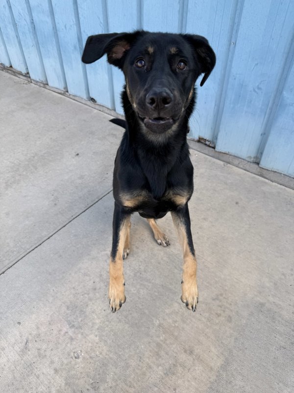Zumba, an adoptable Mixed Breed in Great Falls, MT, 59405 | Photo Image 4