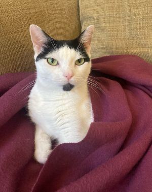Mouse, Adult Female Domestic Short Hair