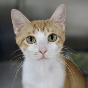 Pumpkin Souffle, Adult Female Domestic Short Hair