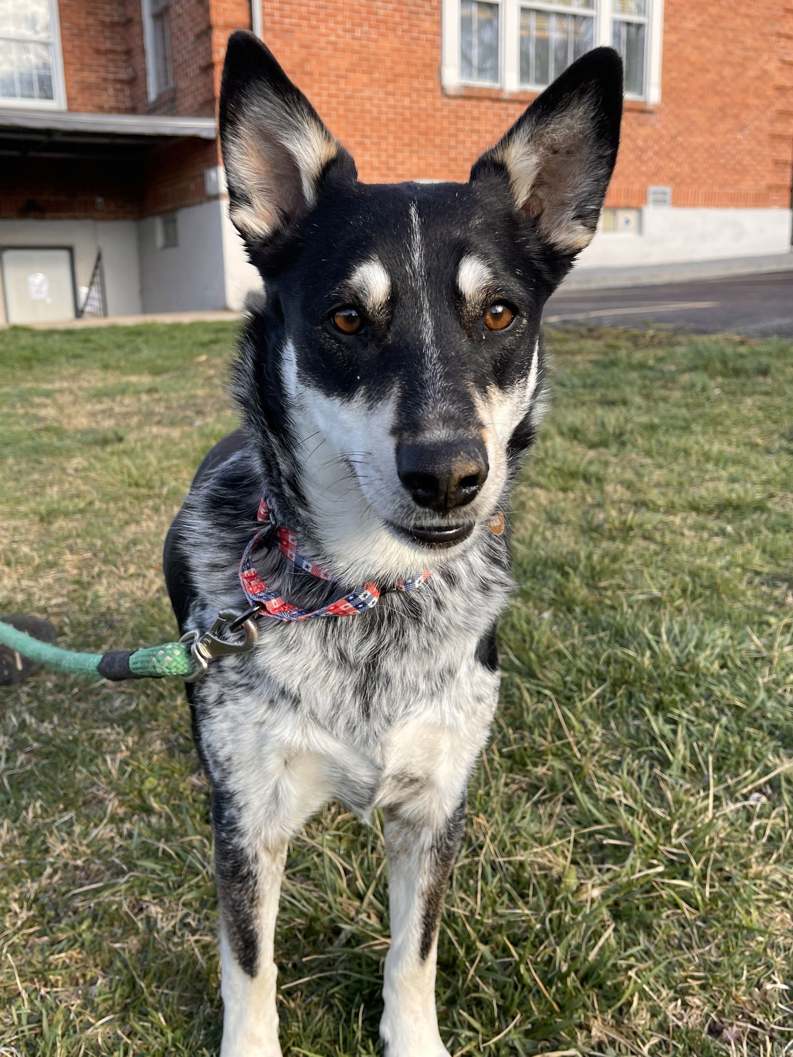 Kahlua