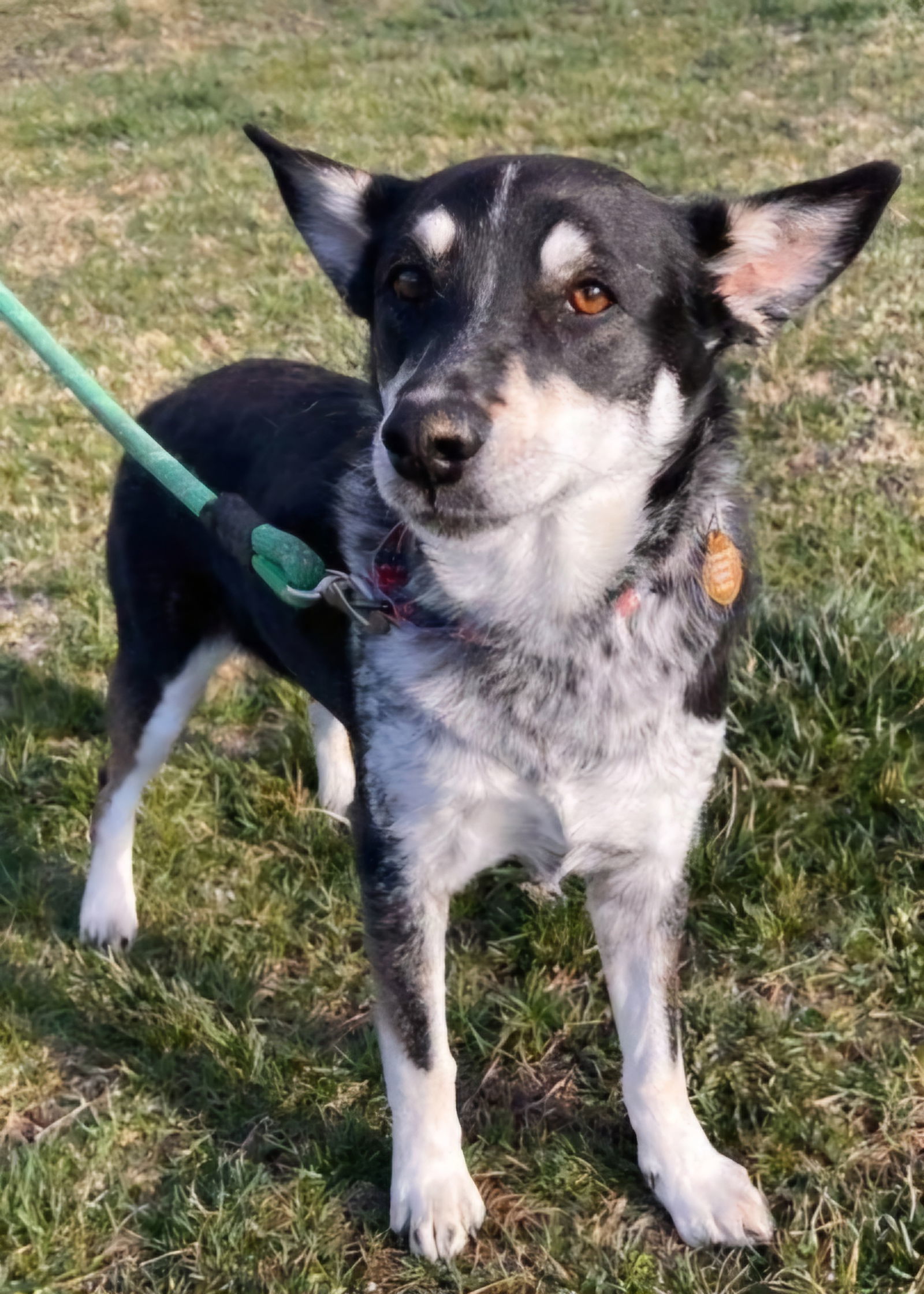 Kahlua
