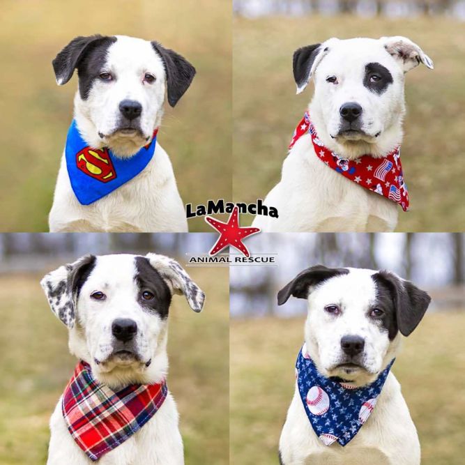 Bl Lab/Pyr Male Pups