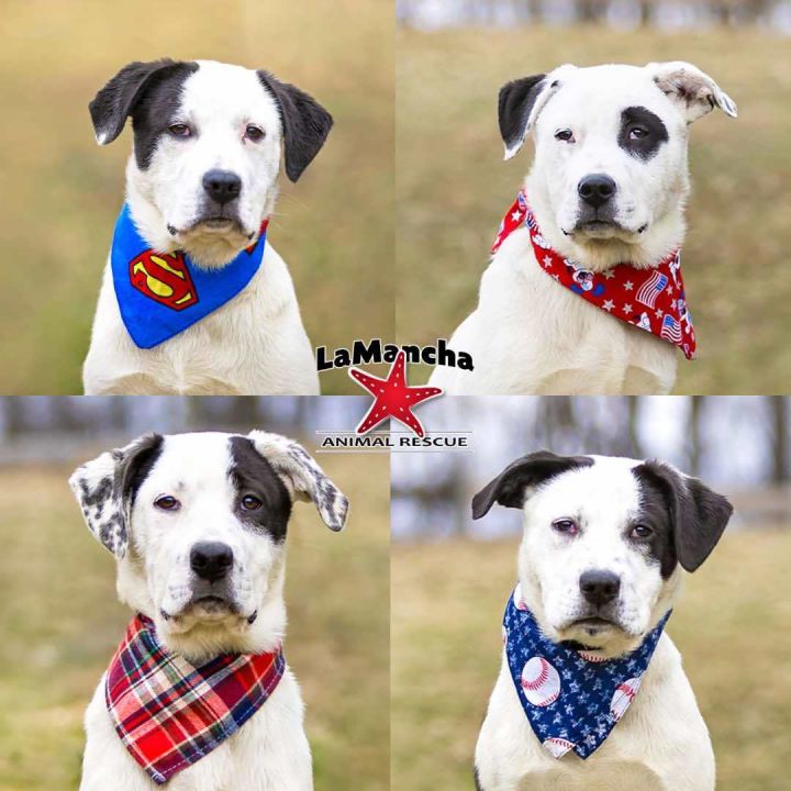 Bl Lab/Pyr Male Pups 1