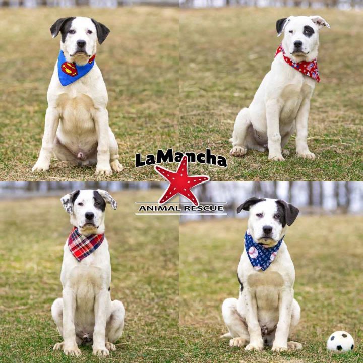 Bl Lab/Pyr Male Pups 2