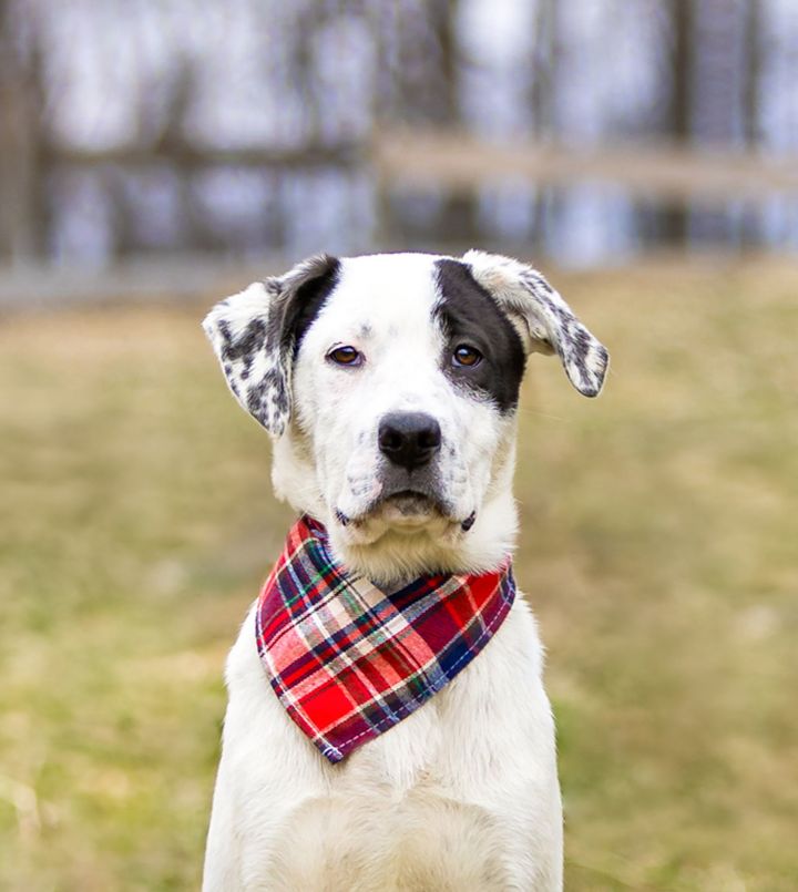 Bl Lab/Pyr Male Pups 3