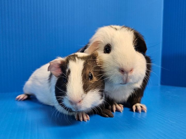 Hera / Cora 1