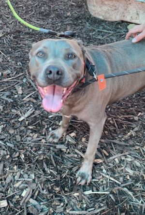 Rita is a stunning 8-year-old gray and white gal with a heart as big as her beautiful smile Rita is