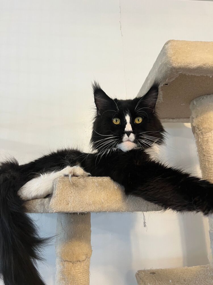 Archie, an adoptable Maine Coon in McPherson, KS, 67460 | Photo Image 1