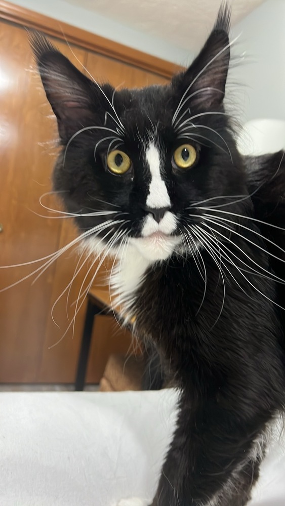 Archie, an adoptable Maine Coon in McPherson, KS, 67460 | Photo Image 2