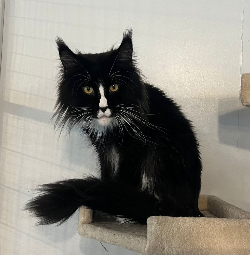 Archie, an adoptable Maine Coon in McPherson, KS, 67460 | Photo Image 3