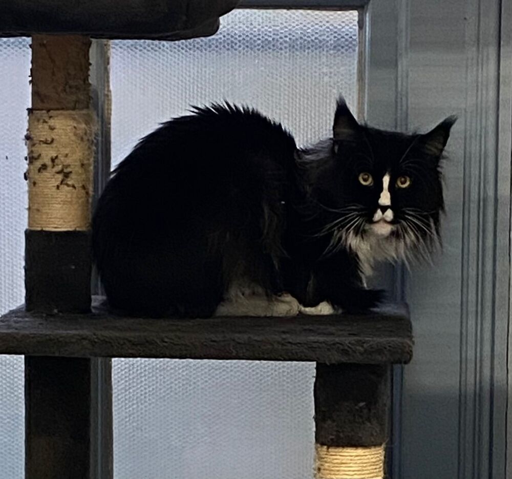 Archie, an adoptable Maine Coon in McPherson, KS, 67460 | Photo Image 4