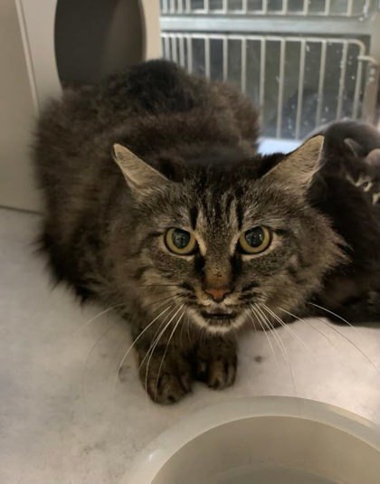 Shine, an adoptable Domestic Medium Hair, Domestic Short Hair in Buchanan Dam, TX, 78609 | Photo Image 1