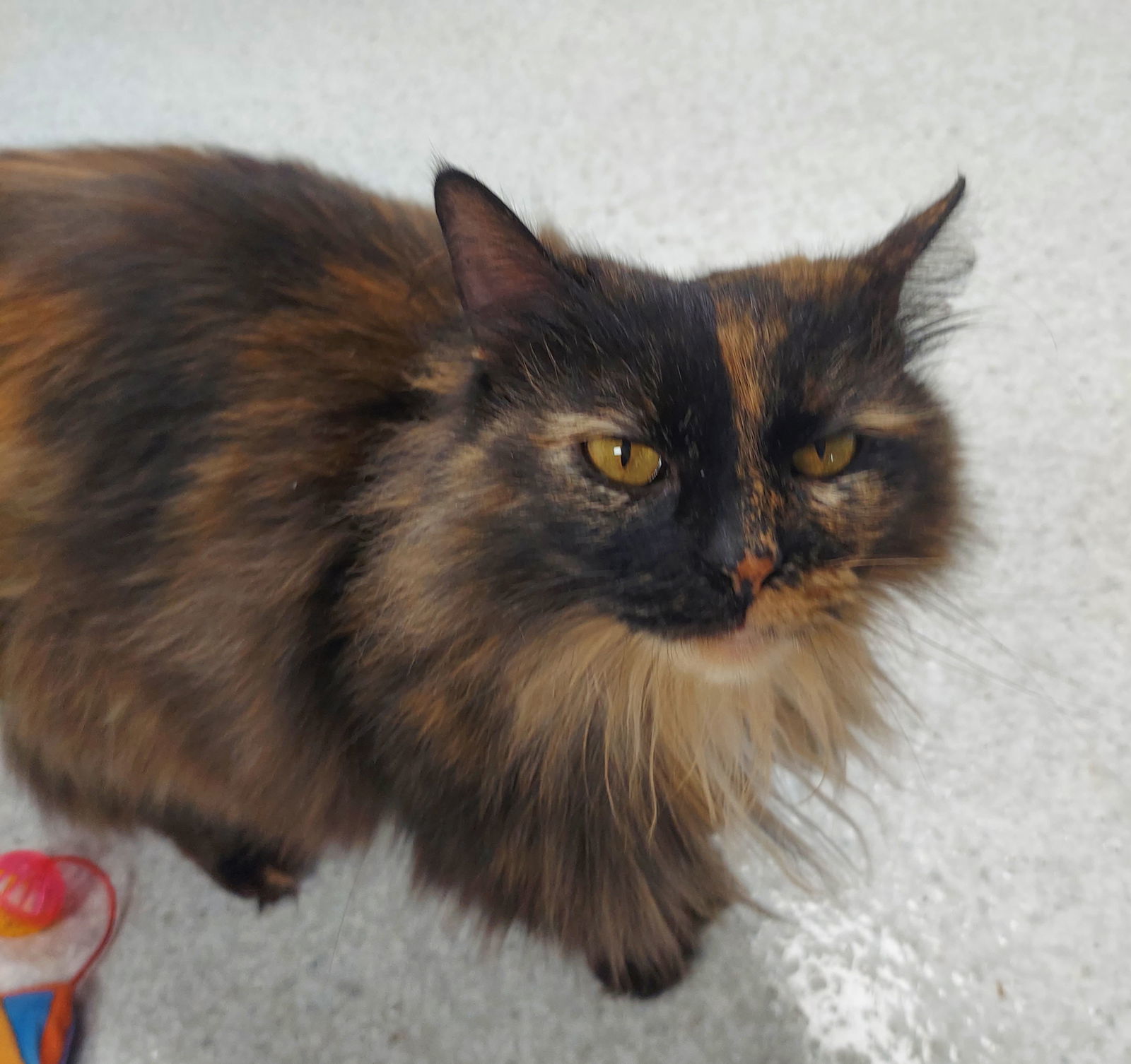 Gizmo
