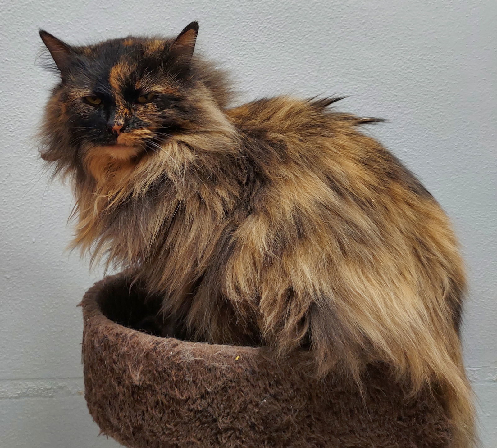 Gizmo