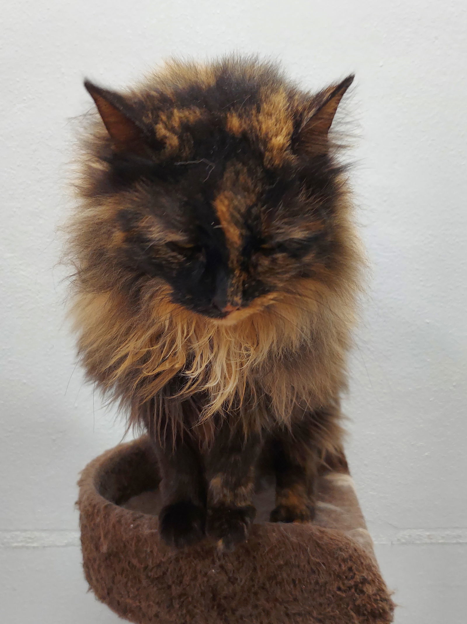 Gizmo
