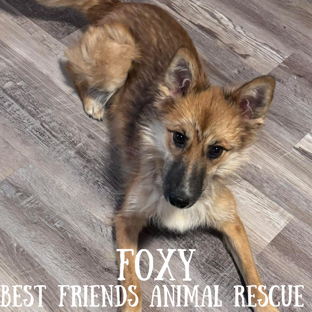 Foxy, an adoptable Finnish Spitz in Wasilla, AK, 99654 | Photo Image 1
