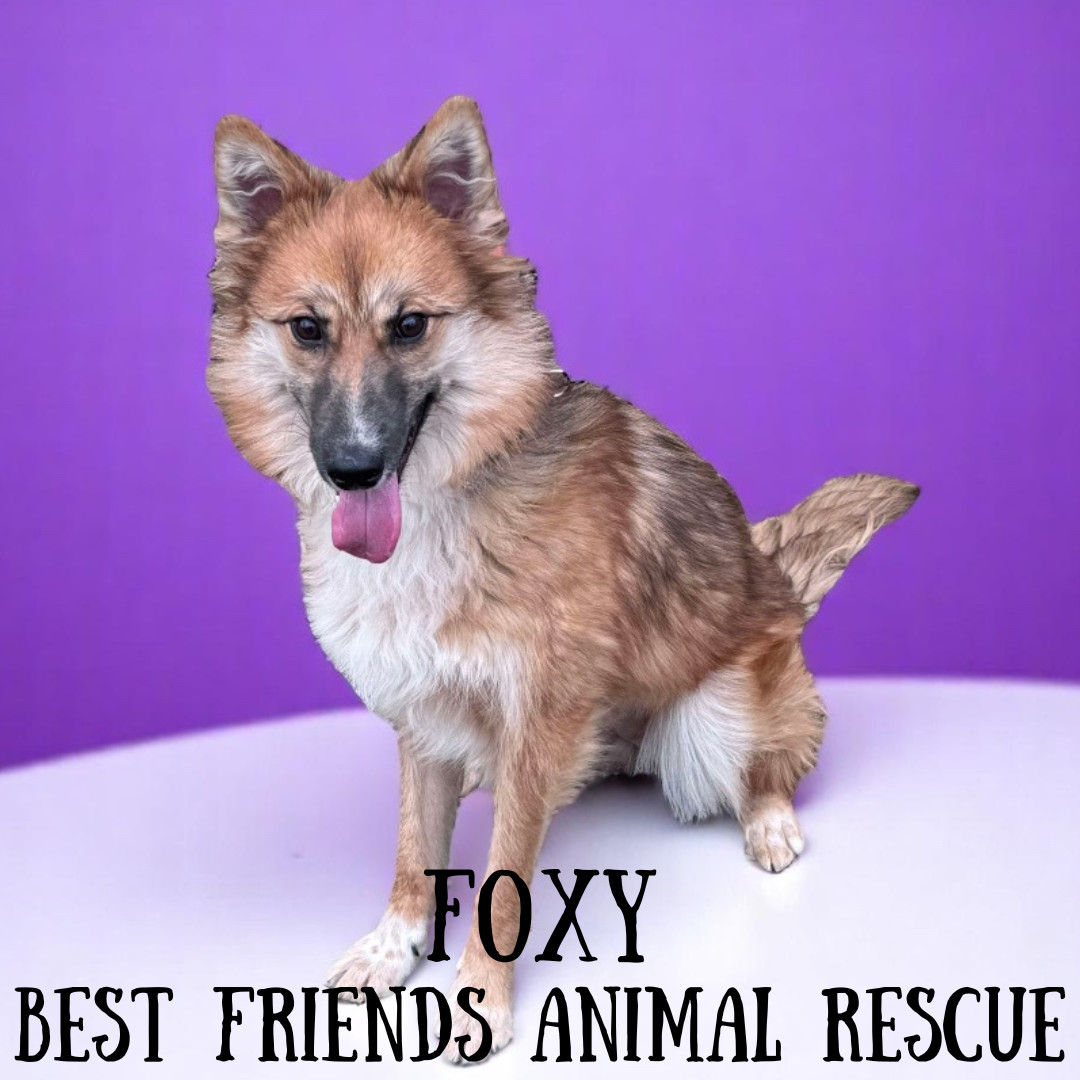 Foxy, an adoptable Finnish Spitz in Wasilla, AK, 99654 | Photo Image 2