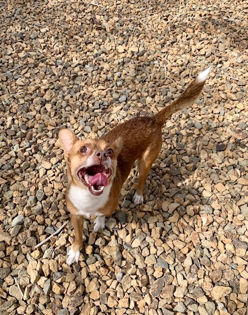 Rex, an adoptable Chihuahua, Pomeranian in Henderson, NV, 89052 | Photo Image 1
