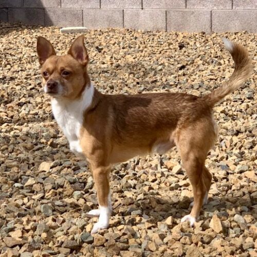 Rex, an adoptable Chihuahua, Pomeranian in Henderson, NV, 89052 | Photo Image 3