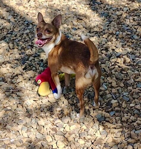 Rex, an adoptable Chihuahua, Pomeranian in Henderson, NV, 89052 | Photo Image 4