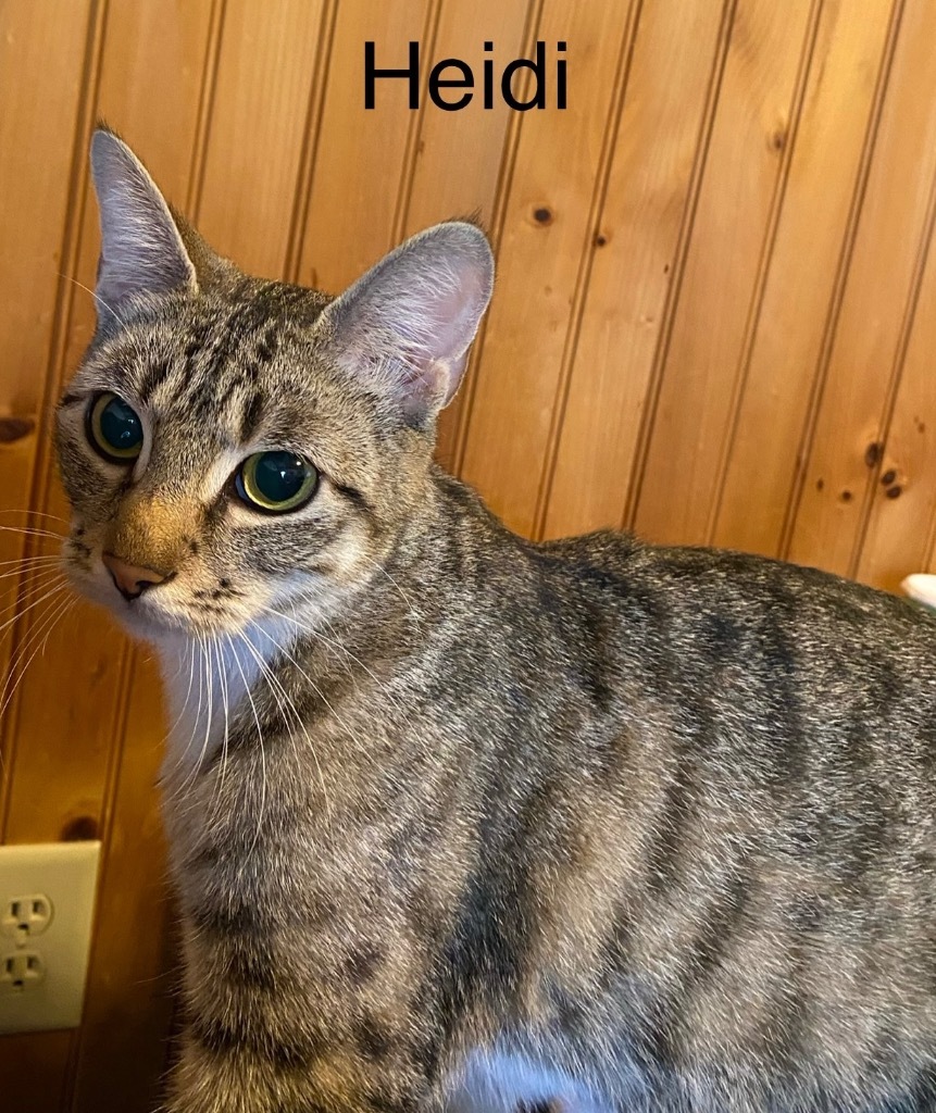 Heidi
