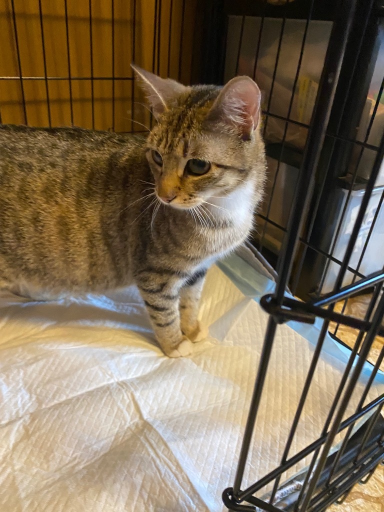 Heidi
