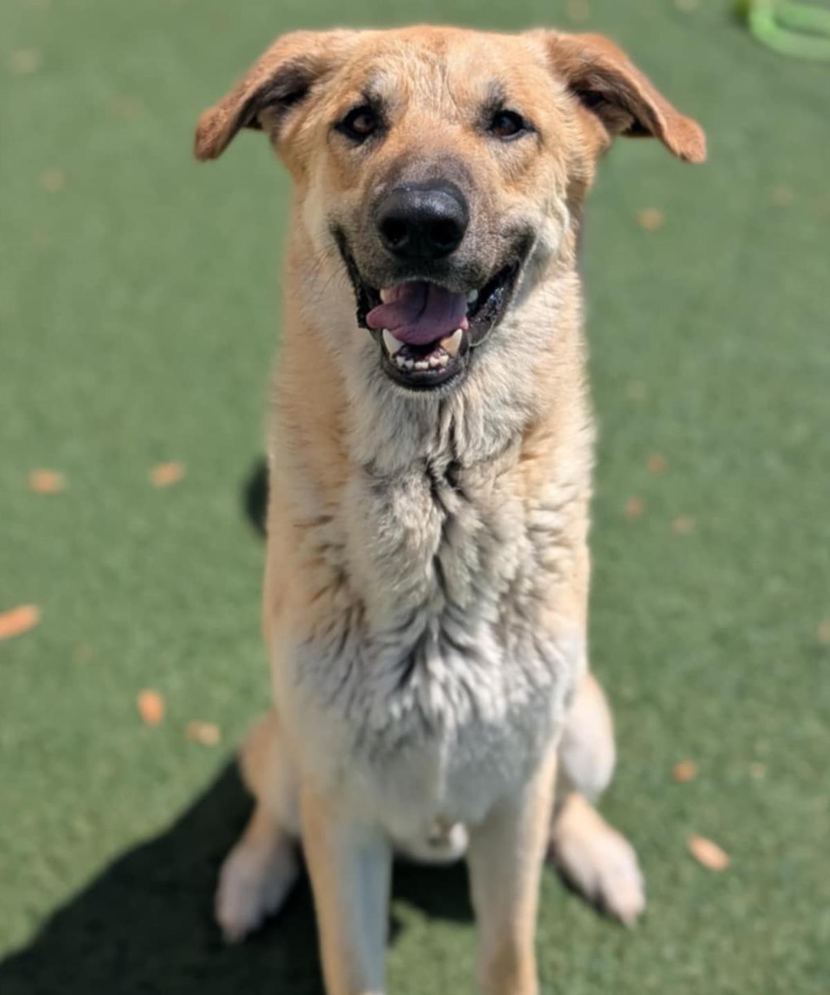 Champ - $75 Adoption Fee! Diamond Dog!