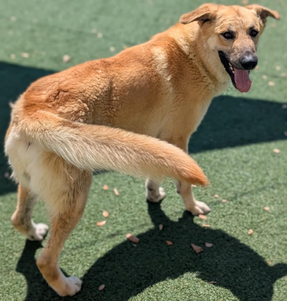 Champ - $75 Adoption Fee! Diamond Dog!