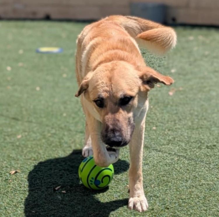 Champ - $75 Adoption Fee! Diamond Dog!