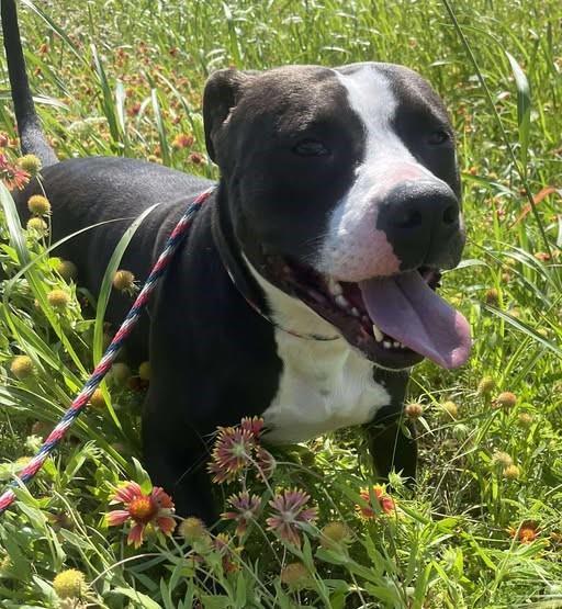 Midnight - $75 Adoption Fee! Diamond Dog!