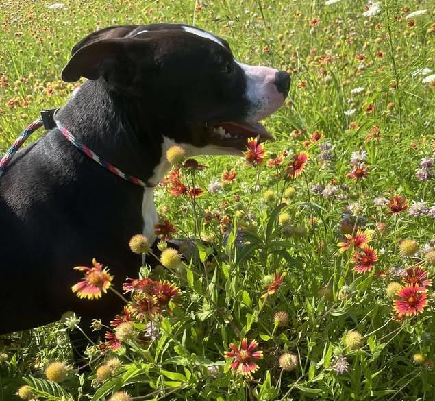 Midnight - $75 Adoption Fee! Diamond Dog!