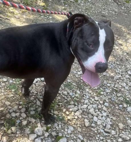Midnight - $75 Adoption Fee! Diamond Dog!