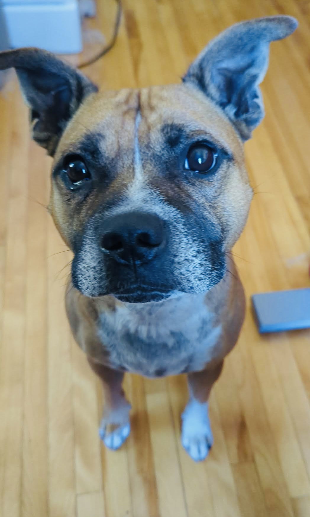 Jack Jack, an adoptable Staffordshire Bull Terrier, Boxer in St. Cloud, MN, 56301 | Photo Image 1