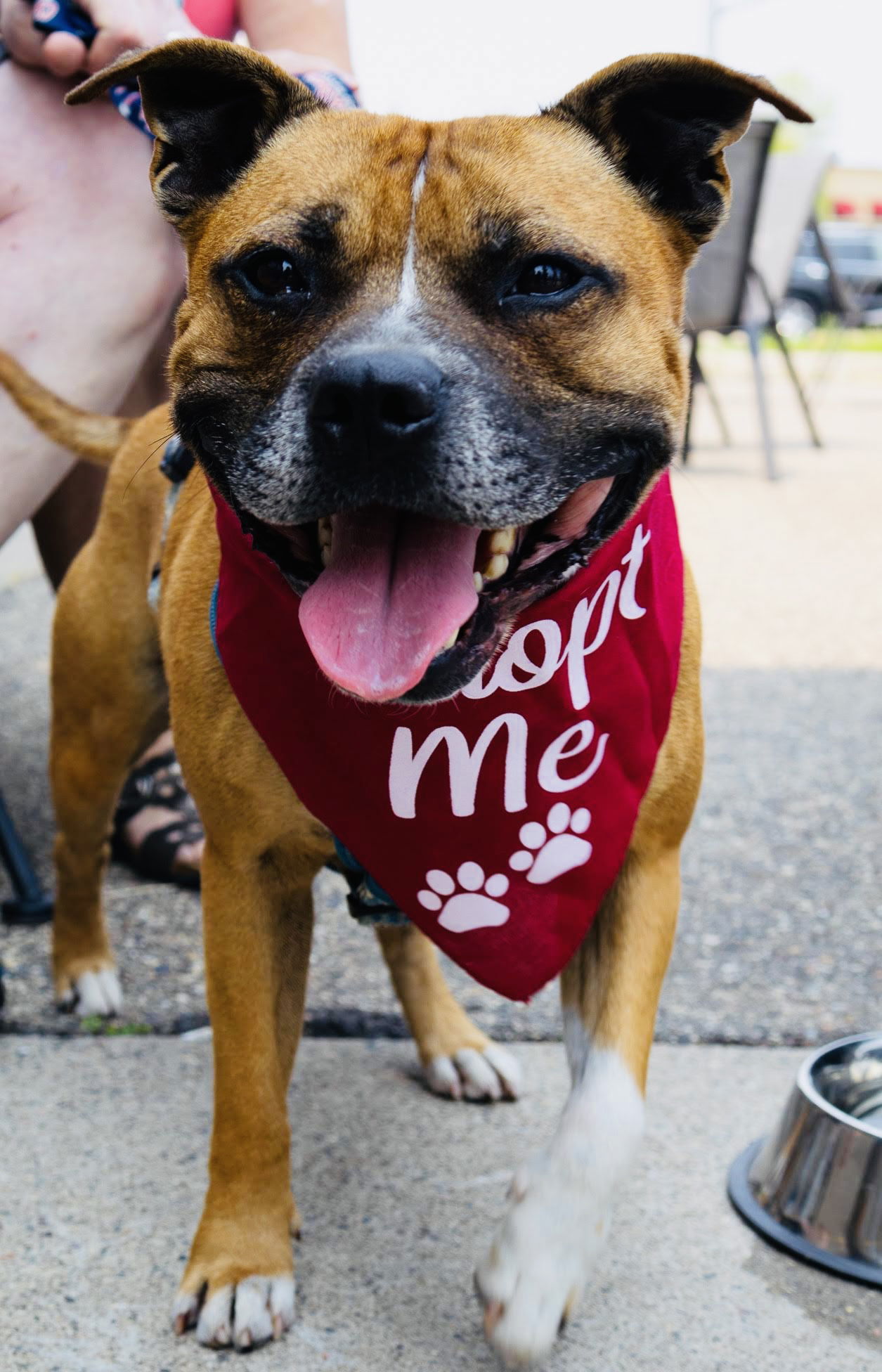 Jack Jack, an adoptable Staffordshire Bull Terrier, Boxer in St. Cloud, MN, 56301 | Photo Image 2