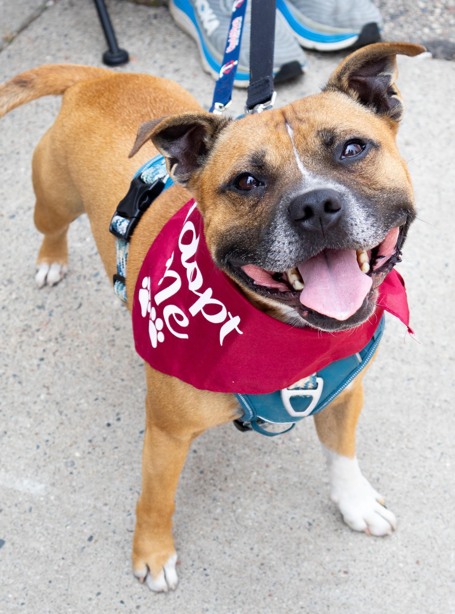 Jack Jack, an adoptable Staffordshire Bull Terrier, Boxer in St. Cloud, MN, 56301 | Photo Image 2