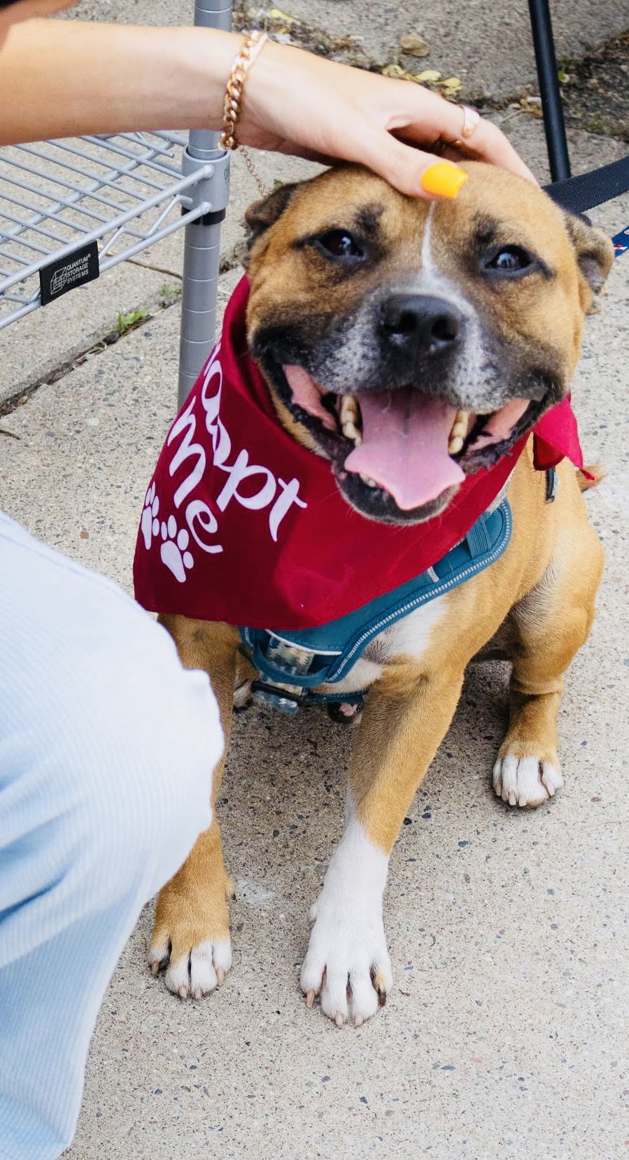 Jack Jack, an adoptable Staffordshire Bull Terrier, Boxer in St. Cloud, MN, 56301 | Photo Image 3