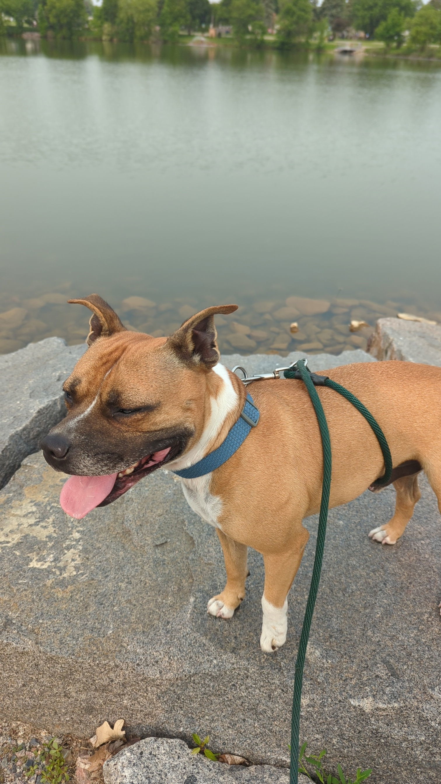 Jack Jack, an adoptable Staffordshire Bull Terrier, Boxer in St. Cloud, MN, 56301 | Photo Image 3