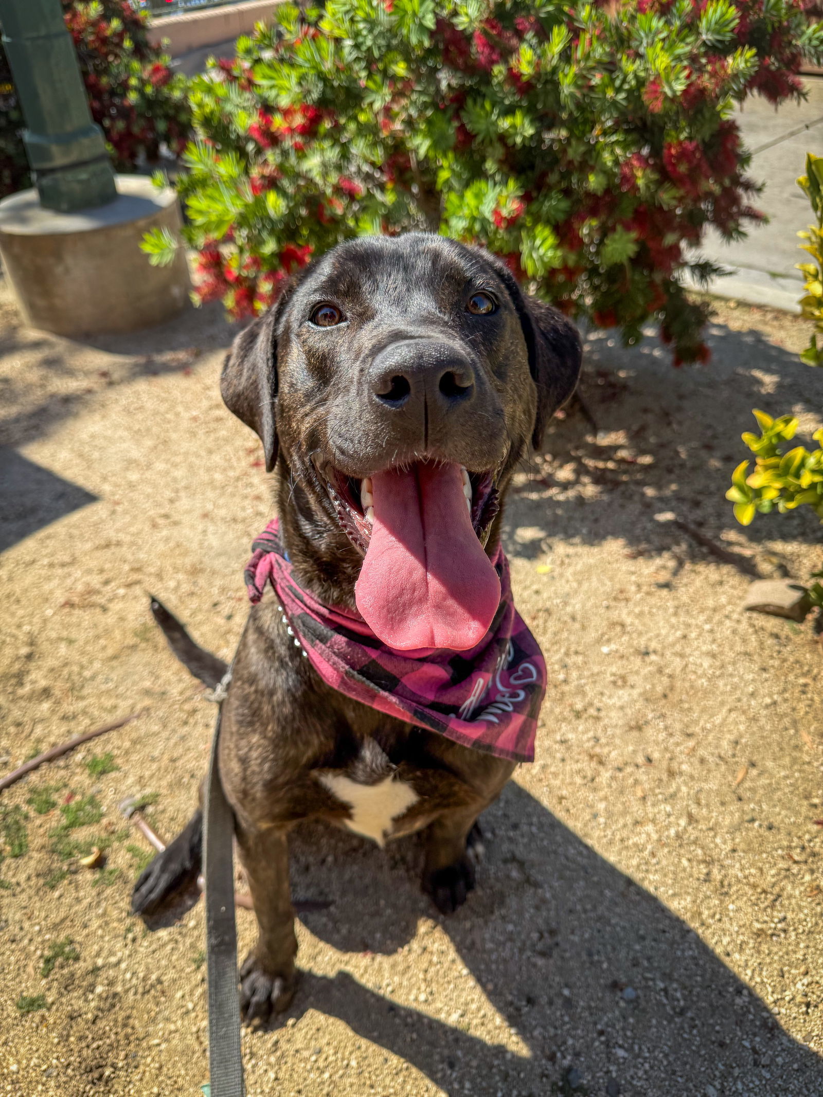 Kaia