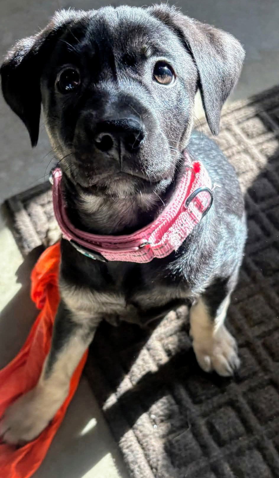 Lyra