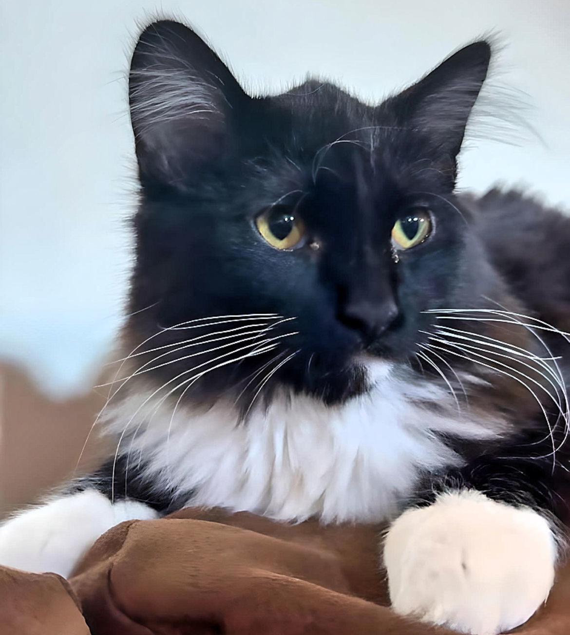 Opal, an adoptable Domestic Medium Hair in Laramie, WY, 82073 | Photo Image 1