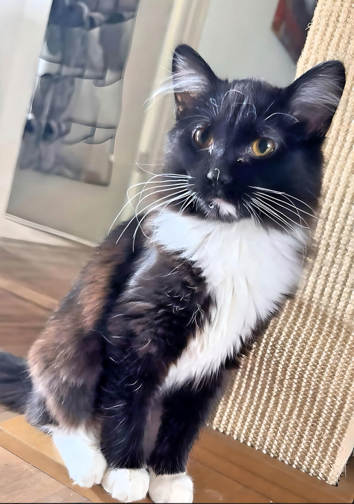 Opal, an adoptable Domestic Medium Hair in Laramie, WY, 82073 | Photo Image 2