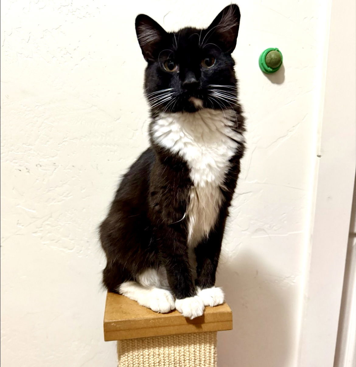 Opal, an adoptable Domestic Medium Hair in Laramie, WY, 82073 | Photo Image 2