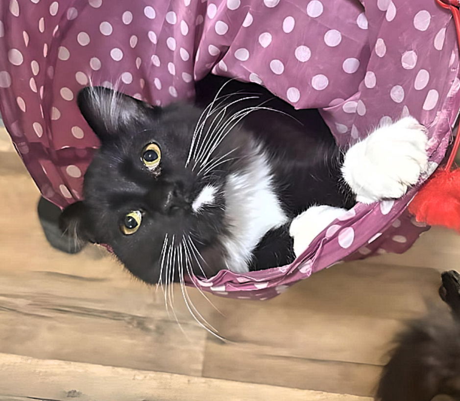 Opal, an adoptable Domestic Medium Hair in Laramie, WY, 82073 | Photo Image 3