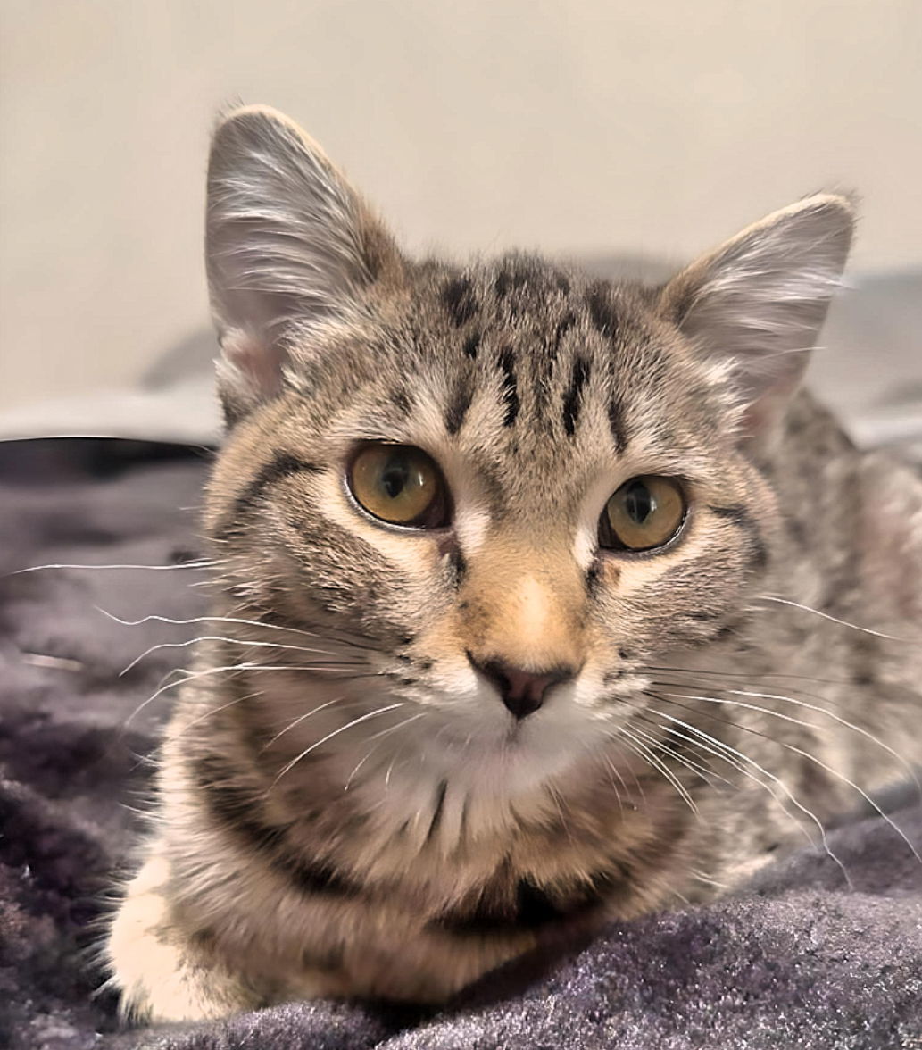 Emerald, an adoptable Domestic Short Hair in Laramie, WY, 82073 | Photo Image 1