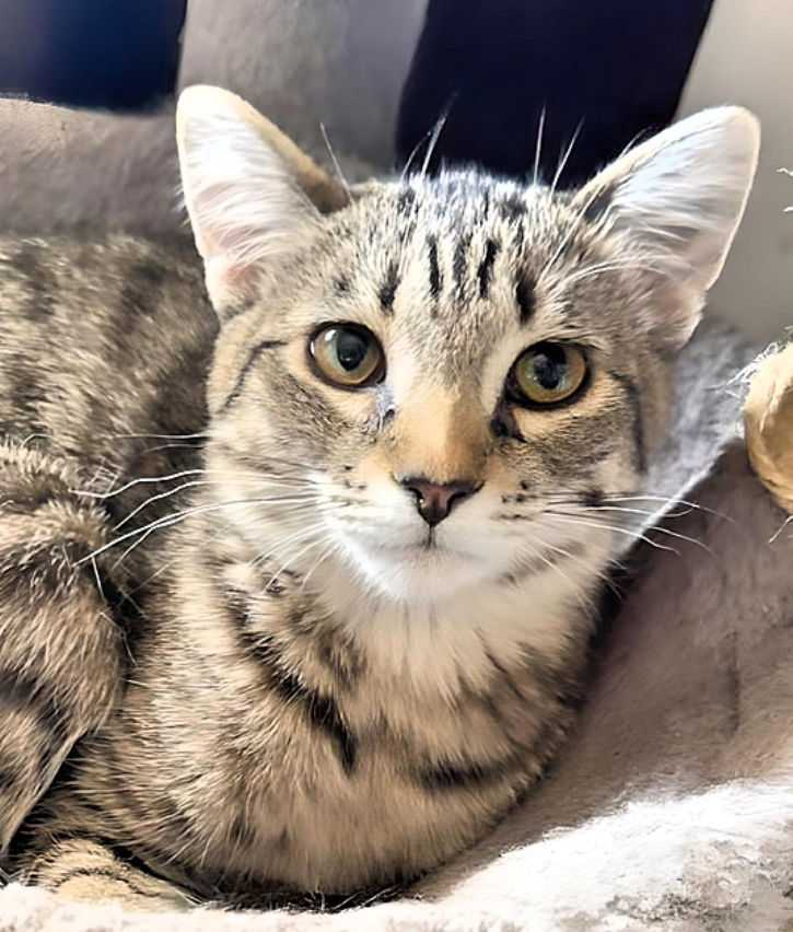 Emerald, an adoptable Domestic Short Hair in Laramie, WY, 82073 | Photo Image 2