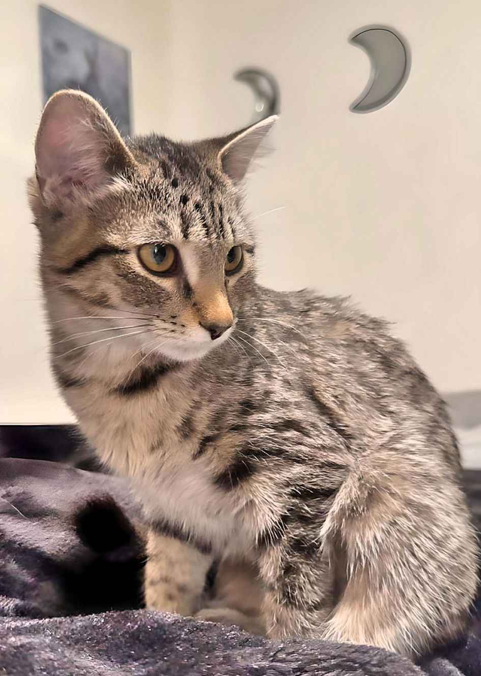 Emerald, an adoptable Domestic Short Hair in Laramie, WY, 82073 | Photo Image 3