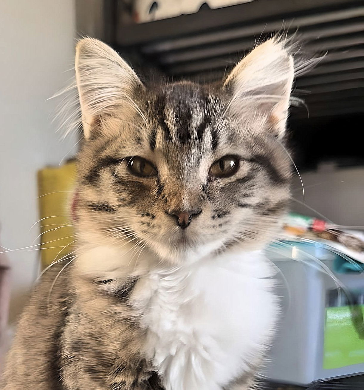 Topaz, an adoptable Domestic Medium Hair in Laramie, WY, 82073 | Photo Image 1