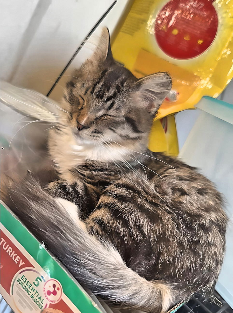 Topaz, an adoptable Domestic Medium Hair in Laramie, WY, 82073 | Photo Image 2