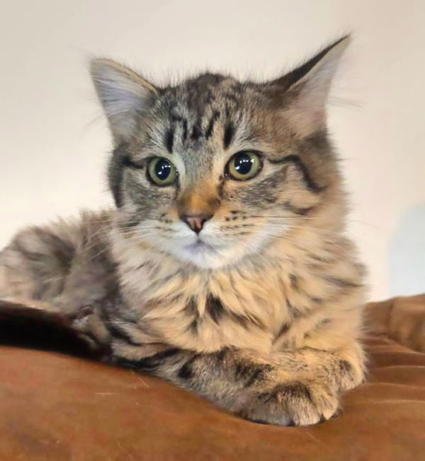 Pearl, an adoptable Domestic Medium Hair in Laramie, WY, 82073 | Photo Image 1